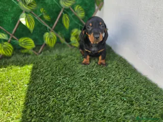 Teckel Miniatura perros TECKEL MINIATURA - Anuncio 2