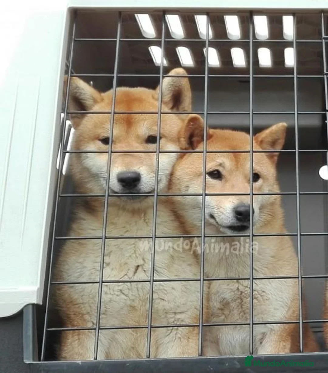 Imagen de galería {{count}}