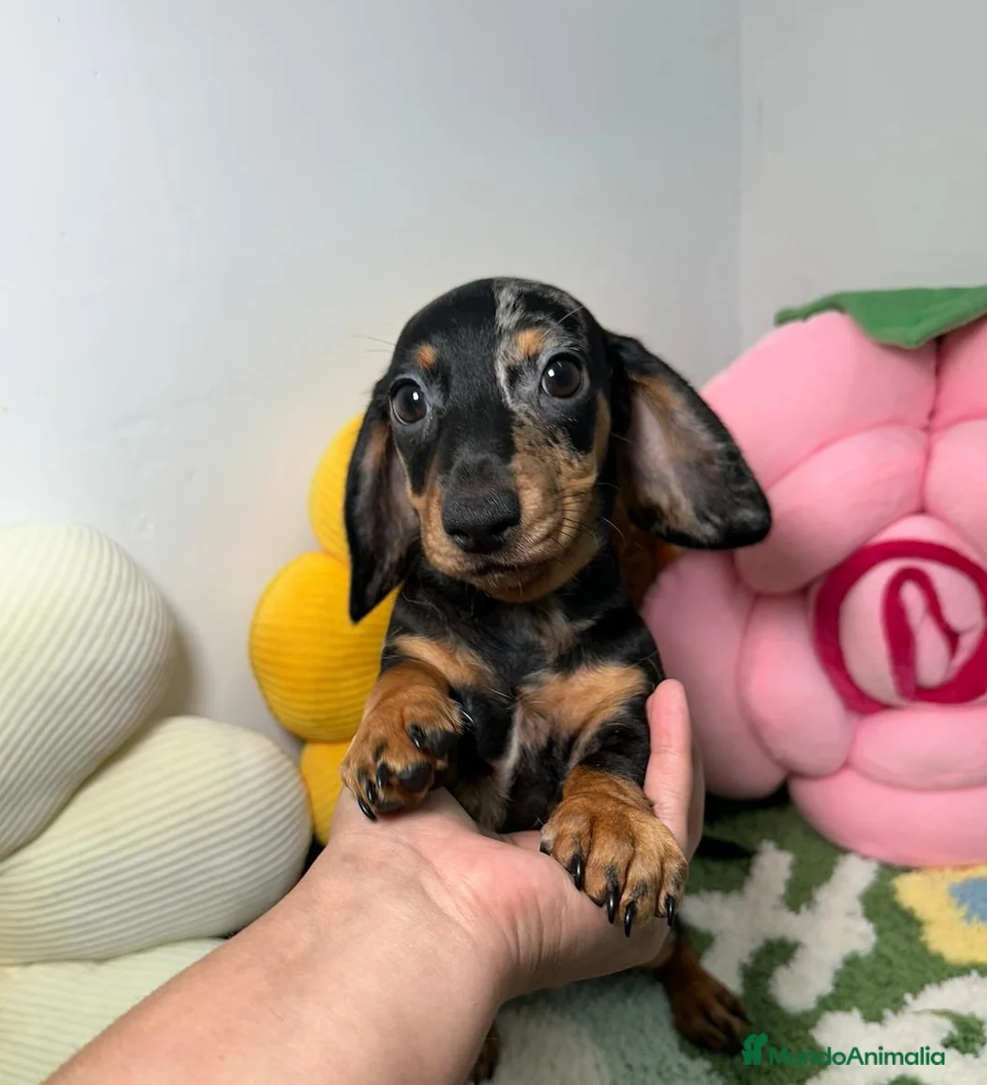Teckel Miniatura perros en venta: Teckel Kaninchen Hembra - Anuncio 1