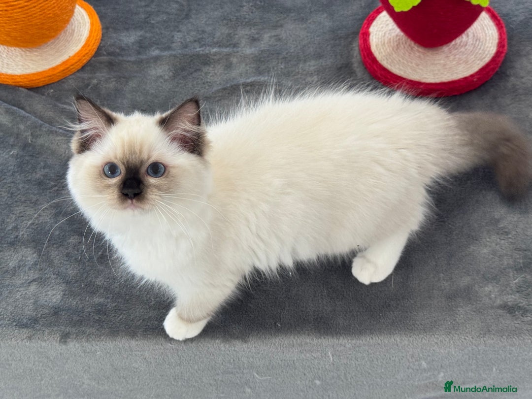 Ragdoll gatos en venta: Camada Ragdoll - Imagen 4