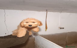 Goldendoodle perros en venta: CACHORROS DE GOLDENDOODLE - Anuncio 1