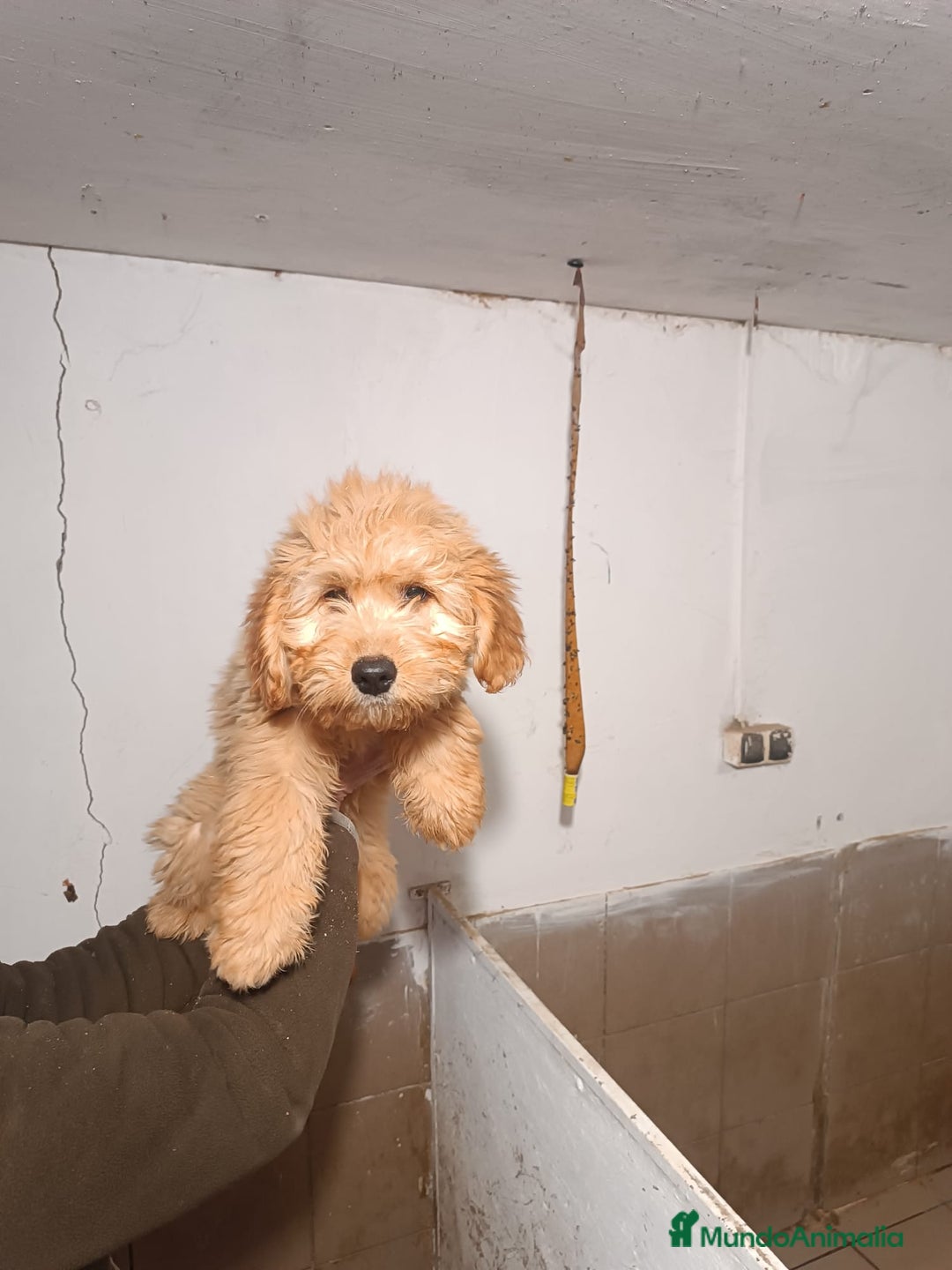 Goldendoodle perros en venta: CACHORROS DE GOLDENDOODLE - Anuncio 1