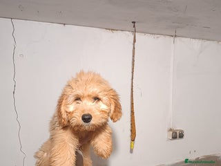 Goldendoodle perros CACHORROS DE GOLDENDOODLE - Anuncio 1
