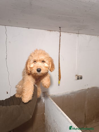 Goldendoodle perros CACHORROS DE GOLDENDOODLE - Anuncio 1