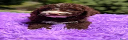 Perro de Agua Español perros en venta: Pdae chocolate hembra  - Anuncio 4