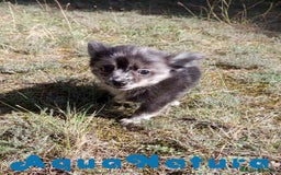 Pomchi perros en venta: Pomchi Hembra de Aspi y Manchitas 6415 AQUANATURA - Imagen 4