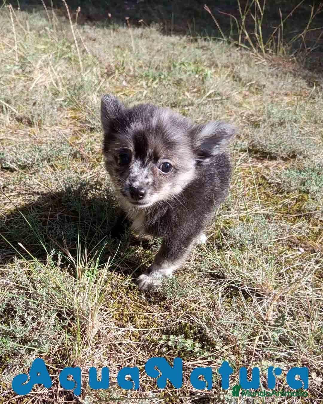 Pomchi perros en venta: Pomchi Hembra de Aspi y Manchitas 6415 AQUANATURA - Imagen 4
