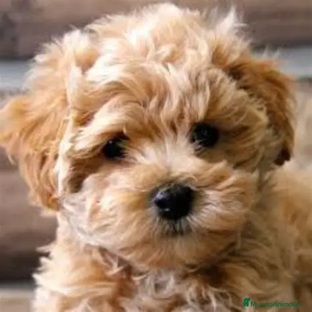Maltipoo perros en venta: maltipoo toy  - Anuncio 3