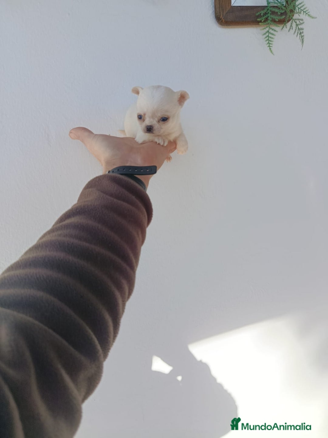 Chihuahua perros en venta: IMPRESIONANTE  CHIHUAHUA   LINEA  TOY - Anuncio 4