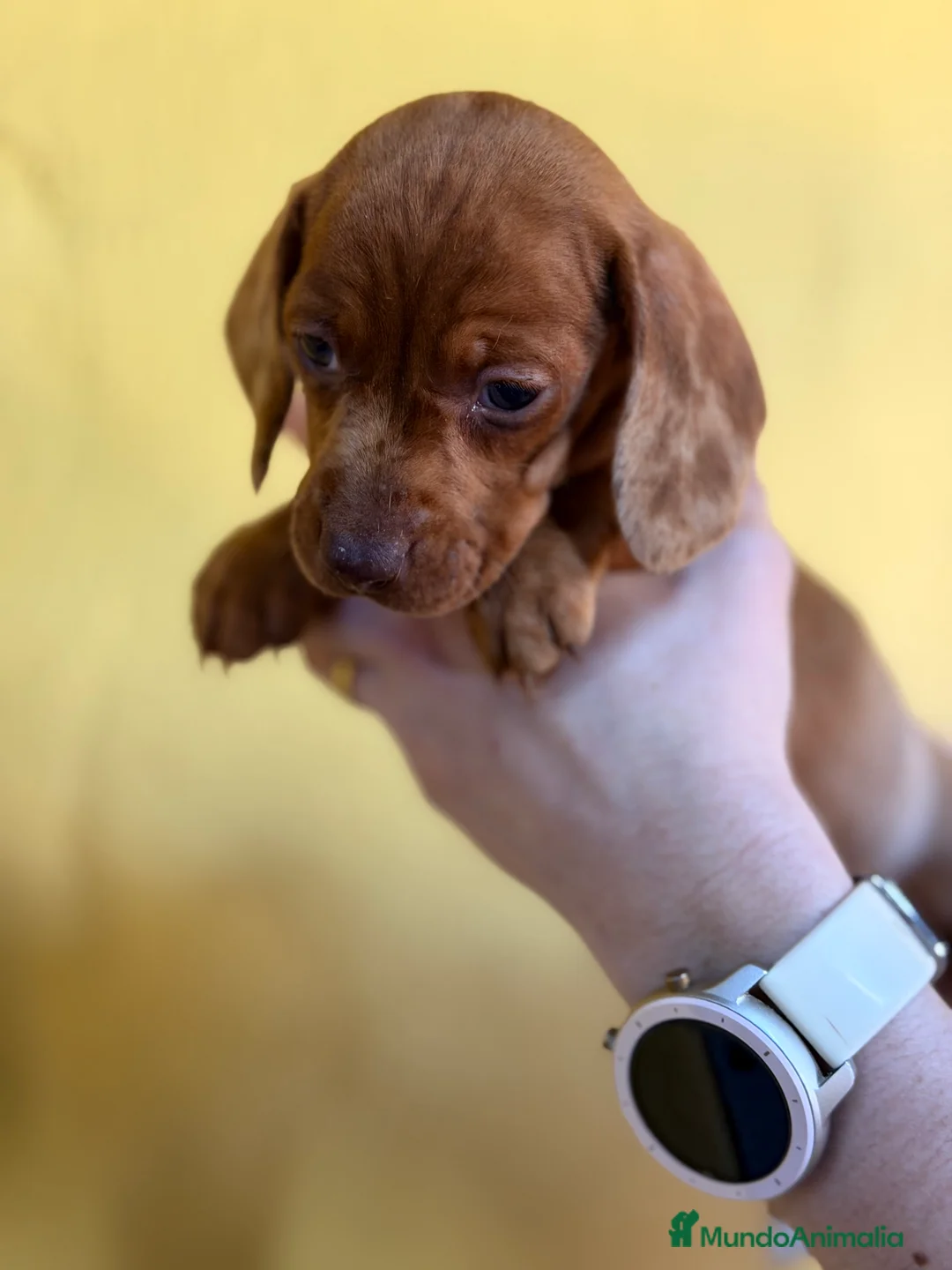 Teckel Miniatura perros en venta: Teckel  mini Arlequin roja  - Anuncio 1