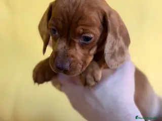 Teckel Miniatura perros Teckel mini Arlequin roja - Anuncio 1