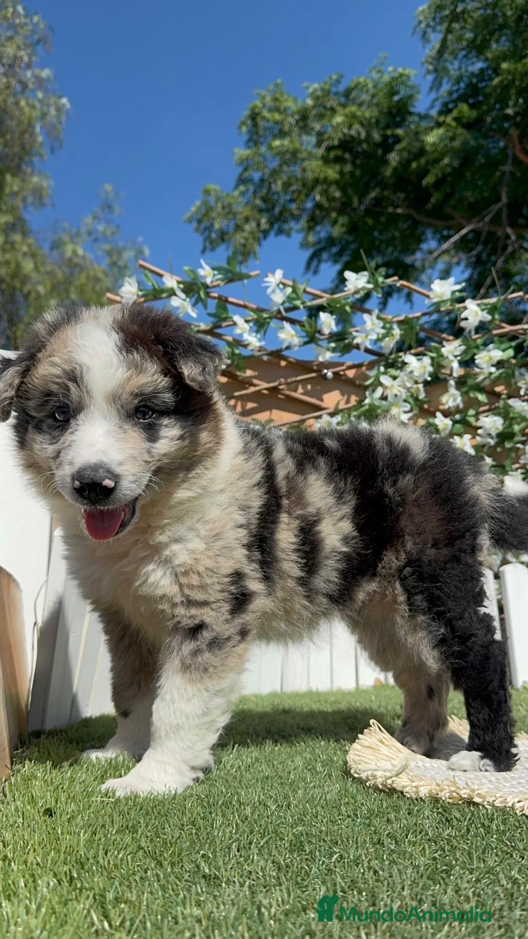 Border Collie perros en venta: BORDER COLLIE - Anuncio 2