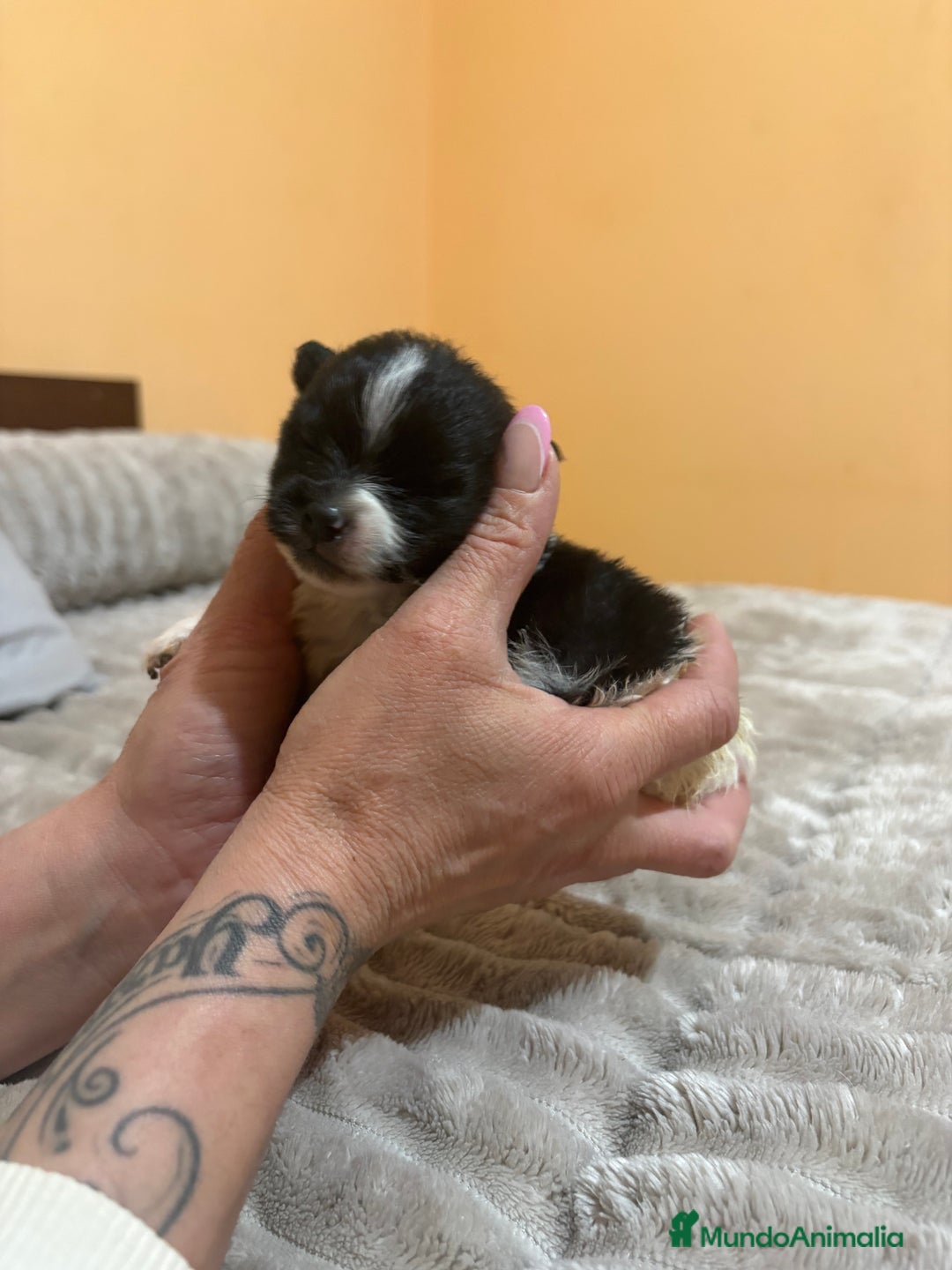 Pomerania perros en venta: Macho Lulu de Pomerania Toy party  - Anuncio 9