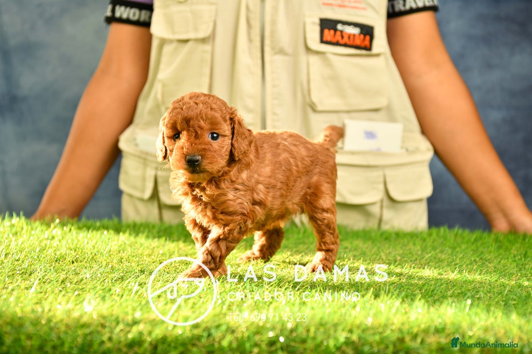 Caniche Toy perros en venta: Cachorros de Caniche. Cría Ética Calidad GarantÍas en Burgos - Imagen 6