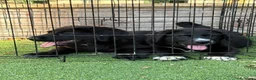 Pastor de Asia Central perros en venta: Hembras de Alabai negras  - Anuncio 8