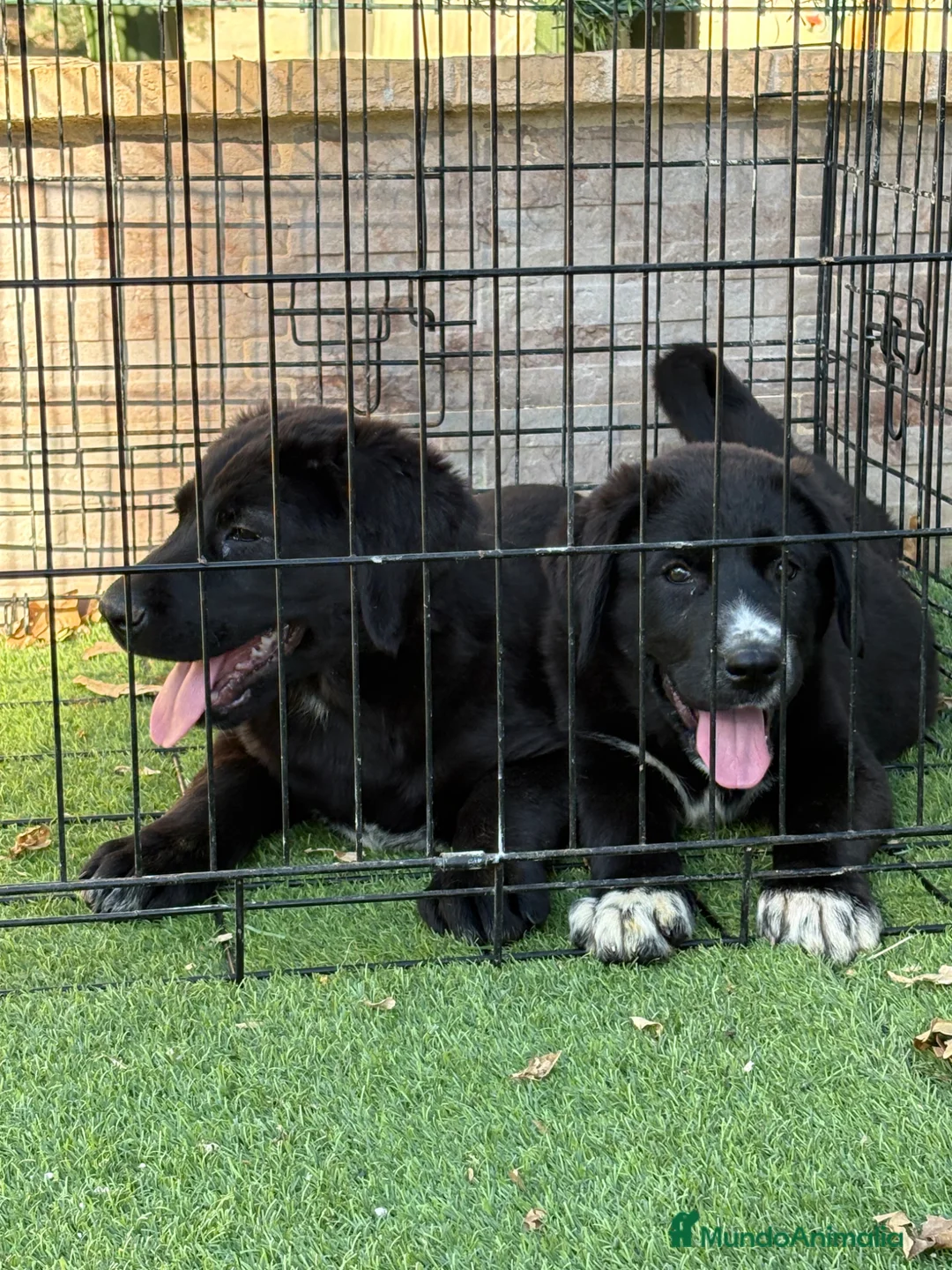 Pastor de Asia Central perros en venta: Hembras de Alabai negras  - Anuncio 8