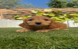 Otras razas perros en venta: Cockapoo hembra - Imagen 16