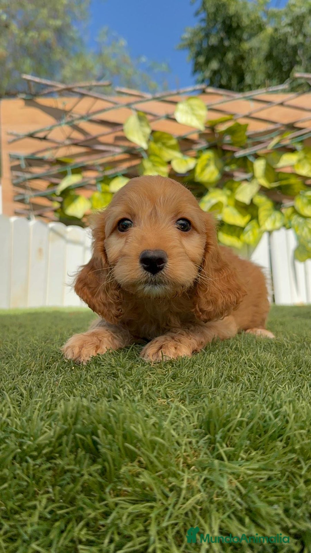 Otras razas perros en venta: Cockapoo hembra - Imagen 16