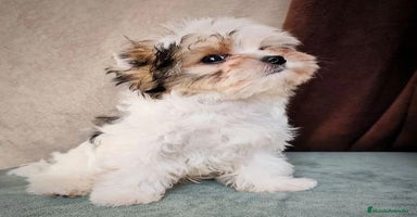 Biewer Yorkshire Terrier a la Pom Pon perros - Anuncio 9