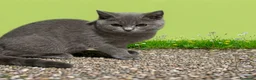 Británico de Pelo Corto gatos en venta: British Shorthair  - Anuncio 16