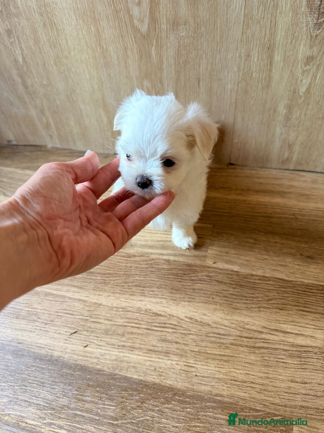 Bichón Maltés perros en venta: Bichón maltes toy - Imagen 1