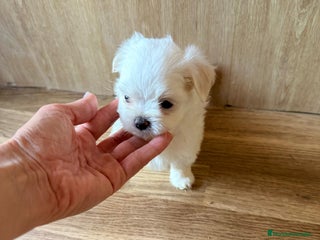 Bichón Maltés perros - Anuncio 21