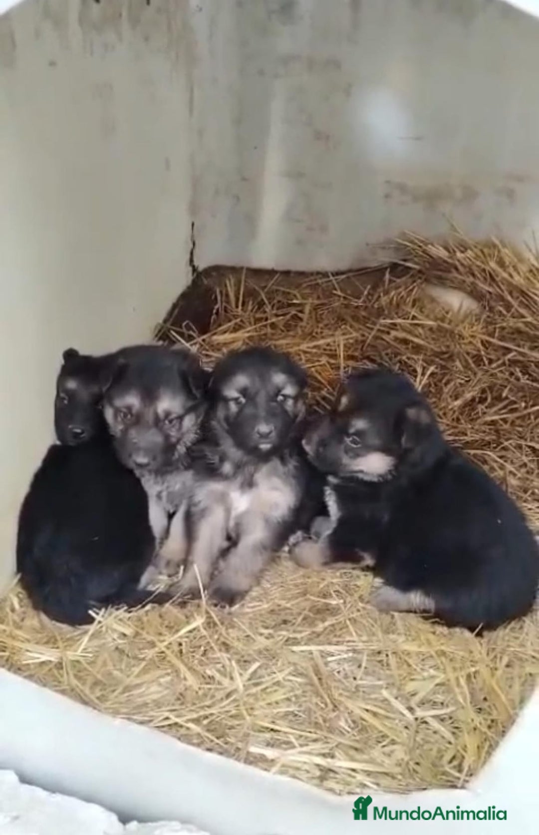 Pastor Alemán perros en venta: Pastor alemán  - Anuncio 5