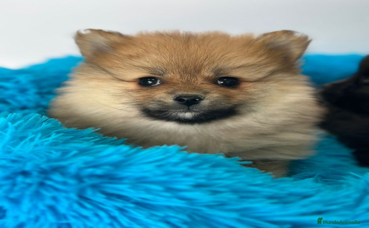 Pomerania perros - Propaganda 12