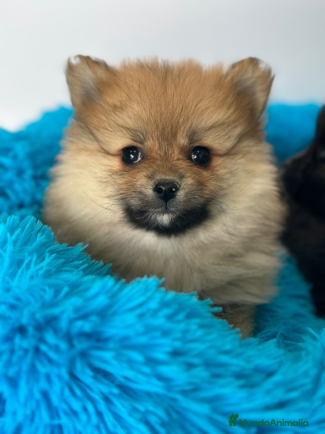 Pomerania perros en venta: POMERANIA - Imagen 1