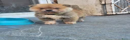 Akita Inu perros en venta: AKITA INU - Anuncio 2