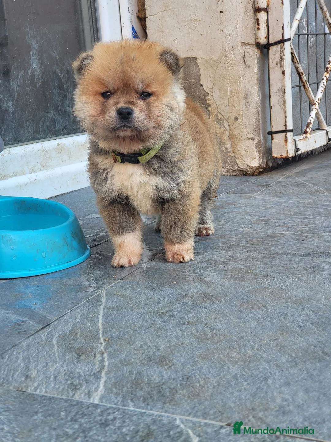 Akita Inu perros en venta: AKITA INU - Anuncio 2