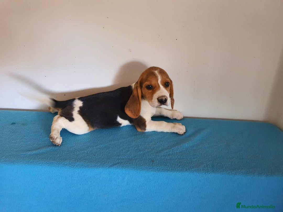 Beagle perros en venta: Beagles pura raza. Calidad y selección  - Imagen 3