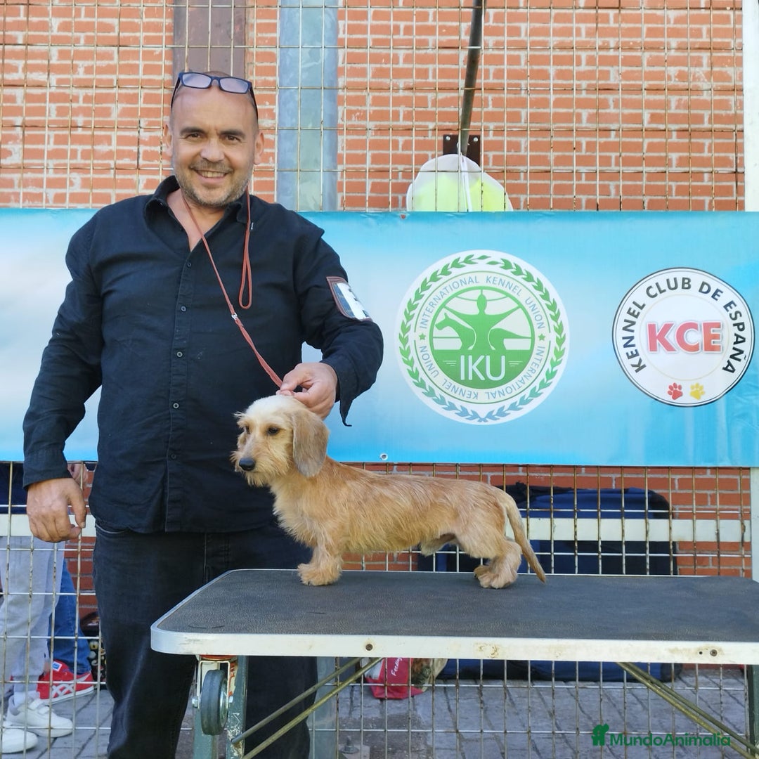 Teckel perros en venta: Teckel kaninchen,3 hembras calidad  - Anuncio 1