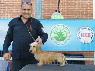 Teckel perros Teckel kaninchen pelo duro ,3 hembras calidad - Anuncio 12