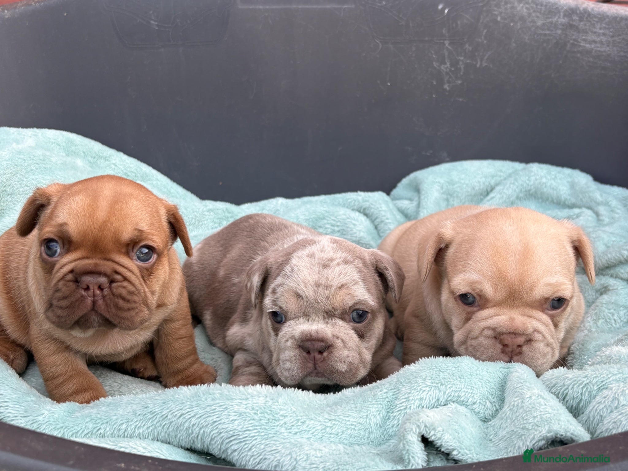 Bulldog Francés perros Bulldog francés exóticos  - Anuncio 1