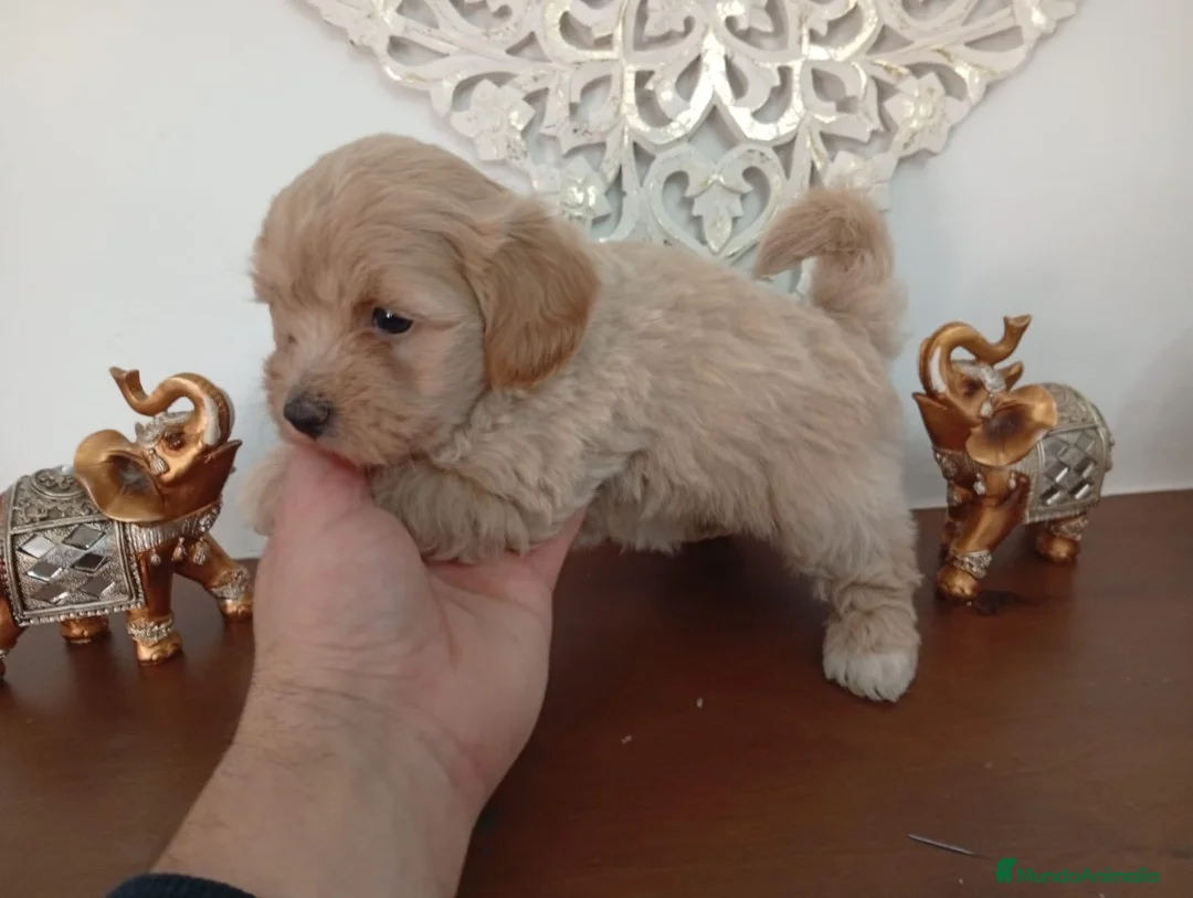 Maltipoo perros en venta: Hembra Maltipoo  - Anuncio 1