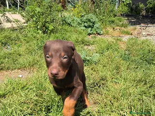 Dobermann perros Macho chocolate doberman - Anuncio 2