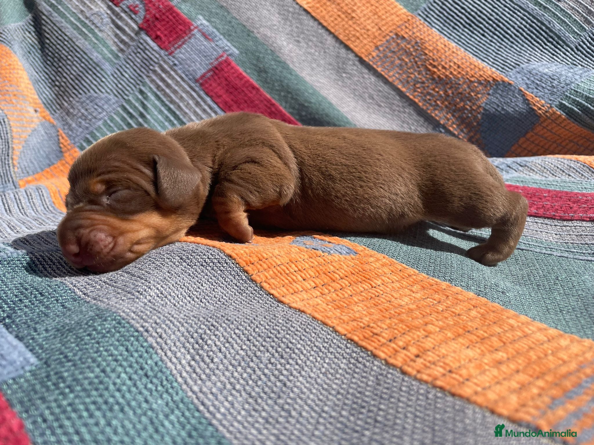 Teckel perros perro salchicha bebe - Anuncio 1
