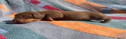 Teckel perros en venta: perro salchicha bebe en Madrid - Anuncio 1