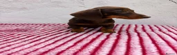 Teckel Miniatura perros en venta: Teckel Miniatura - Anuncio 10