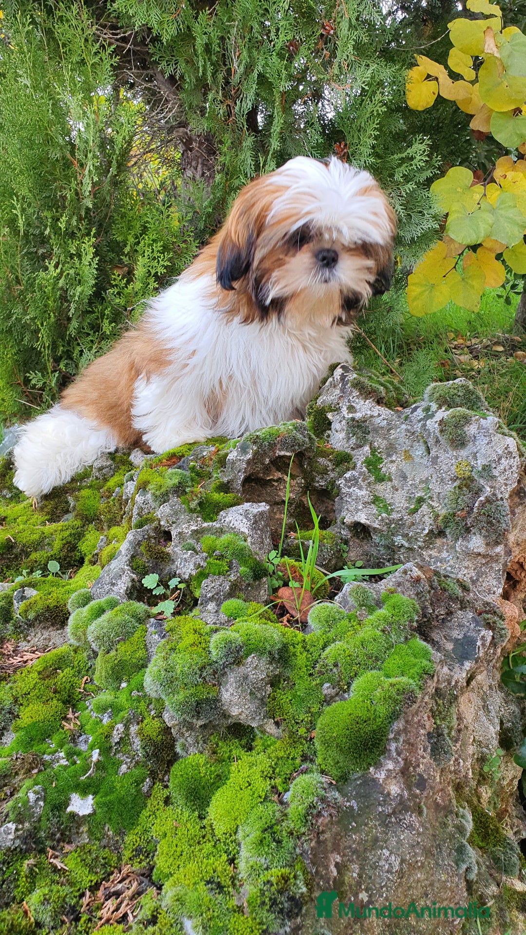 Shih Tzu perros en venta: Shih Tzu Macho 5 meses disponible  - Imagen 1