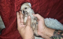 Pomerania perros en venta: Pomeranias toy/enano - Imagen 2
