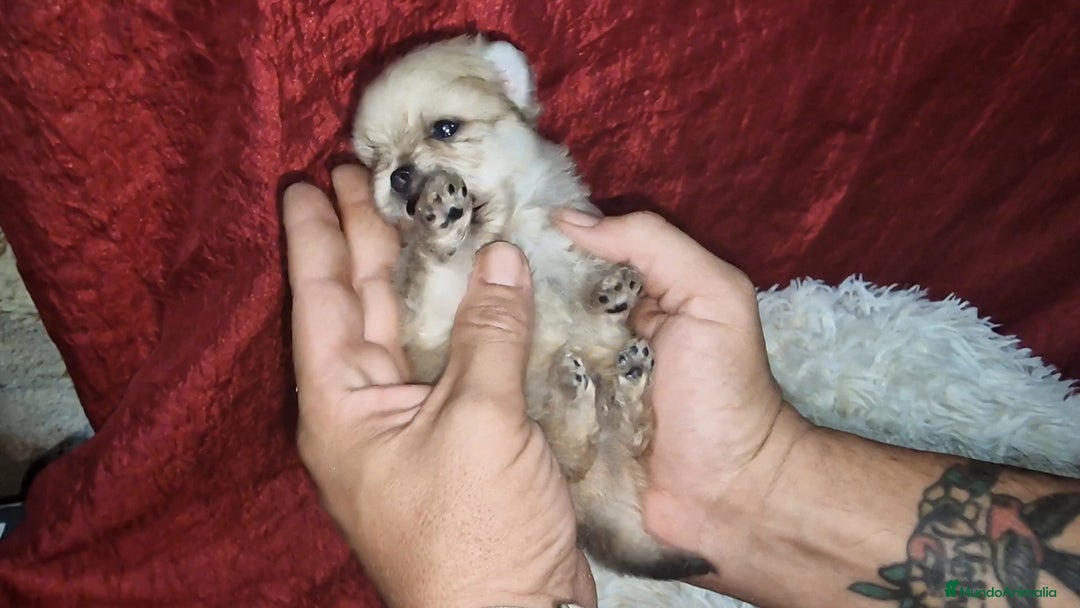 Pomerania perros en venta: Pomeranias toy/enano - Imagen 2