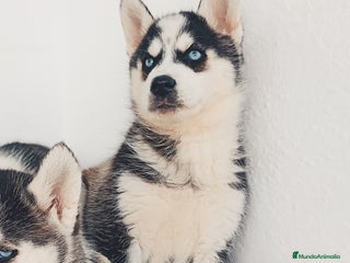 Husky Siberiano perros Camada de husky siberianos - Anuncio 1