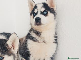 Husky Siberiano perros Camada de husky siberianos - Anuncio 10