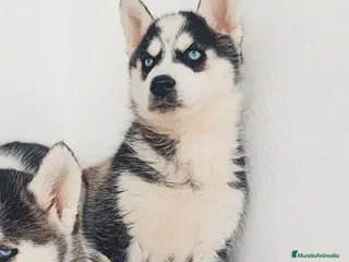 Husky Siberiano perros Camada de husky siberianos - Anuncio 6