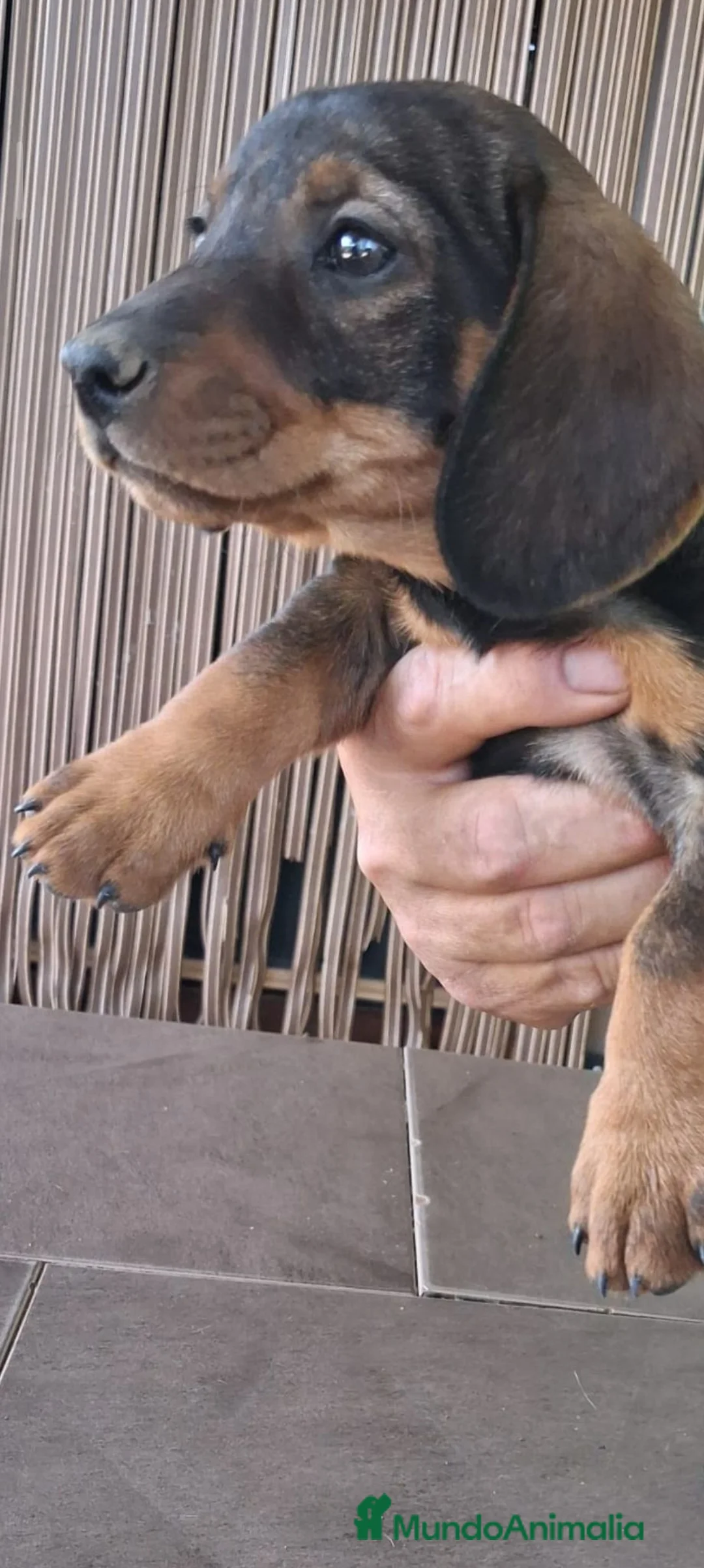 Teckel Miniatura perros en venta: Teckel - Anuncio 2