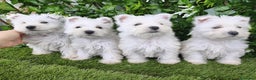 West Highland White Terrier perros en venta: West highlights White Terrier  - Anuncio 2