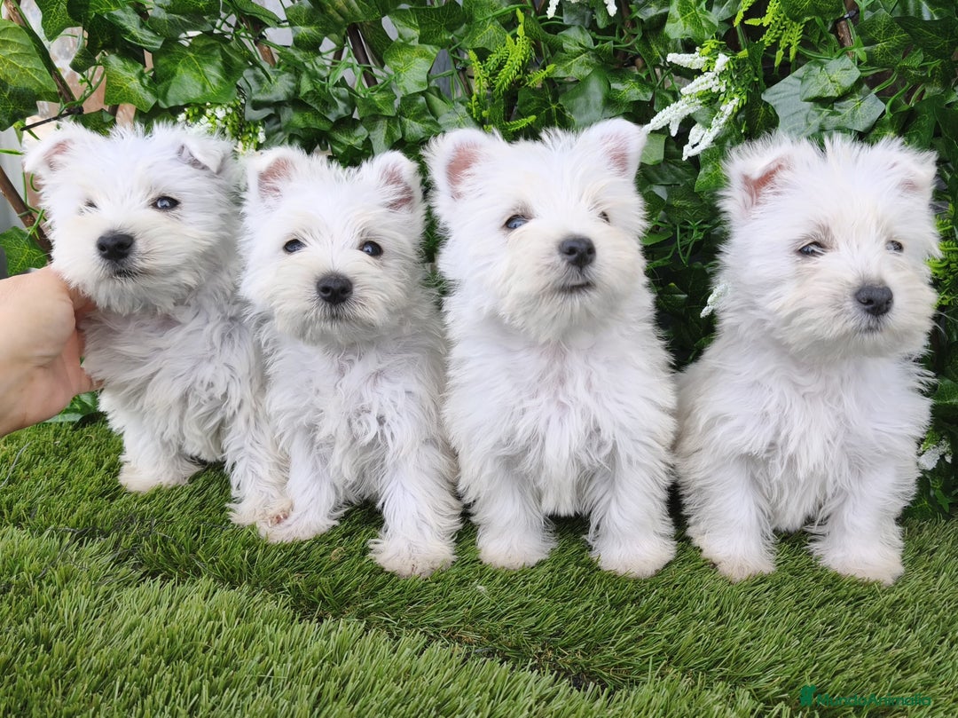 West Highland White Terrier perros en venta: West highlights White Terrier  - Anuncio 2