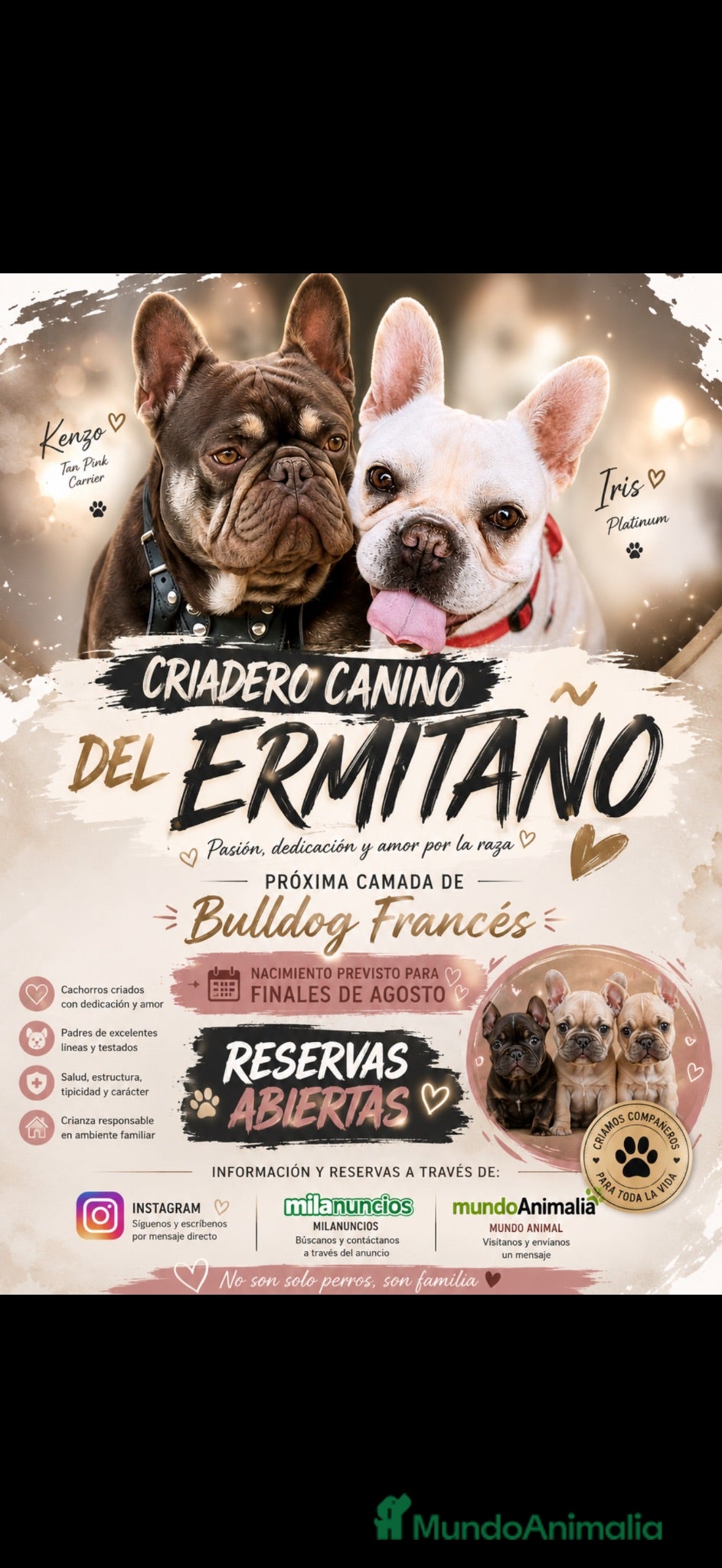 Bulldog Francés perros Bulldog francés  - Anuncio 24
